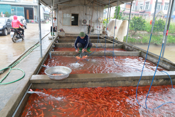 Tương tự, gần Tết Nhâm Dần 2022, người dân làng nghề nuôi cá chép đỏ Thủy Trầm, xã Tuy Lộc, huyện Cẩm Khê (Phú Thọ) cũng hối hả cung cấp cá ra thị trường Tết ông Công ông Táo. Ảnh: Nông nghiệp