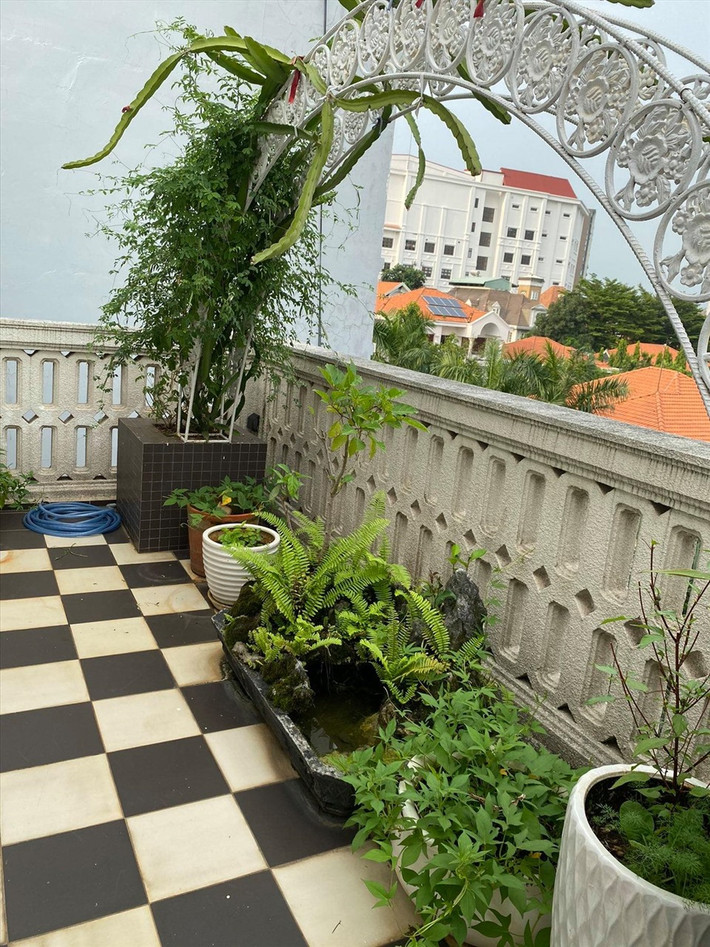 Các loại rau phổ biến như rau lang, rau ngót...được trồng theo phương pháp tự nhiên, không sử dụng thuốc trừ sâu.