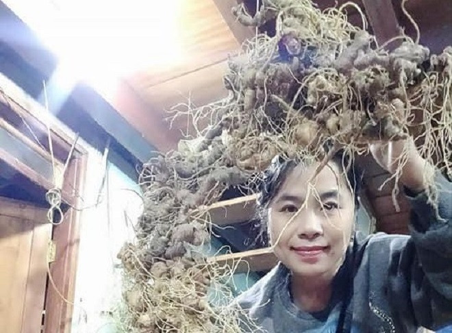Ngày 6/1, chị Nguyễn Thị Hồng Thương (xã Trà Cang, huyện Nam Trà My, tỉnh Quảng Nam) cho biết vừa hoàn thành việc ghép tạo hình rồng từ 168 củ sâm Ngọc Linh theo đơn đặt hàng của khách. Ảnh: VTCNews