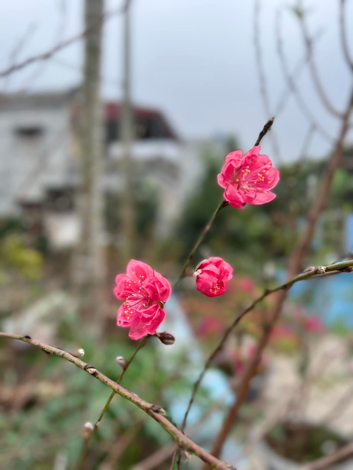 Mẹ ruột nàng hậu cùng bạn bè, người hâm mộ đã bày tỏ sự thích thú với không khí trong lành, ấm cúng ở quê của gia đình chồng sắp cưới Ngọc Hân.
