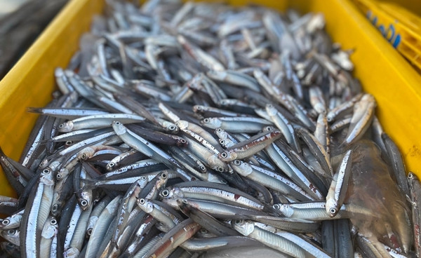 Dù là loại cá nhỏ, giá rẻ nhưng cá cơm thực sự là kho báu dinh dưỡng. Cá cơm thường ăn nguyên con nên là nguồn canxi tự nhiên lý tưởng cho trẻ em, phụ nữ...Ảnh: Internet