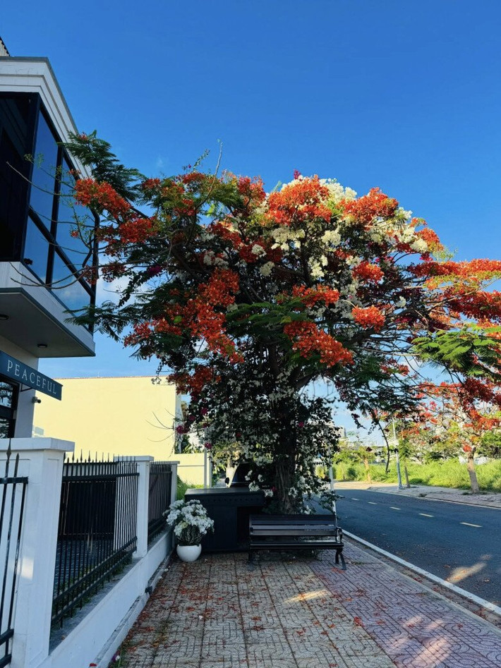 Cây phượng phủ bóng mát mang đến không gian thư giãn. Ảnh: FB Nguyễn Quốc Trường