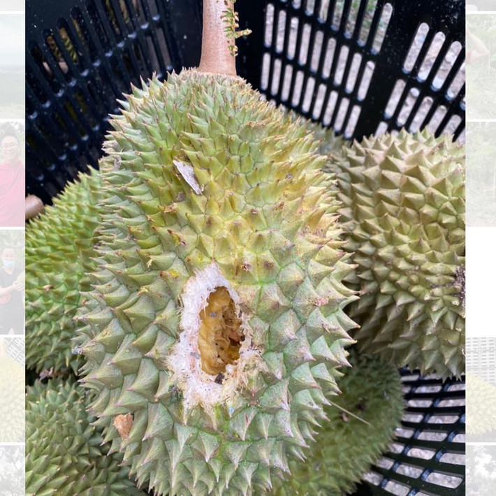 Sầu riêng Tupai King có hình thuôn dài như quả trứng với phần đầu nhọn đặc trưng, vỏ nâu ánh xanh. Ảnh: Facebook