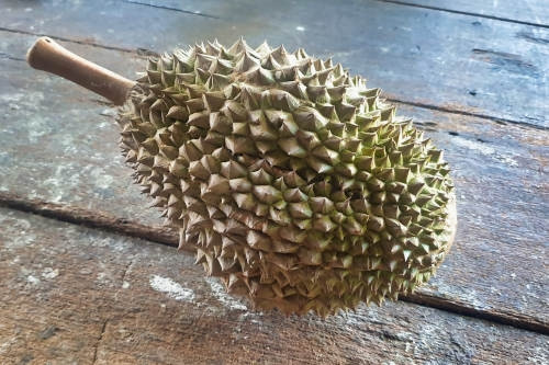 Với mức giá lên tới 130 RM/kg (tương đương hơn 780.000 đồng/kg), sầu riêng Tupai King cao nhất trong tất cả các dòng sầu riêng tại Malaysia, thậm chí cao hơn loại sầu riêng được nhiều người ưa chuộng Musang King và Monthong. Ảnh: Durianed