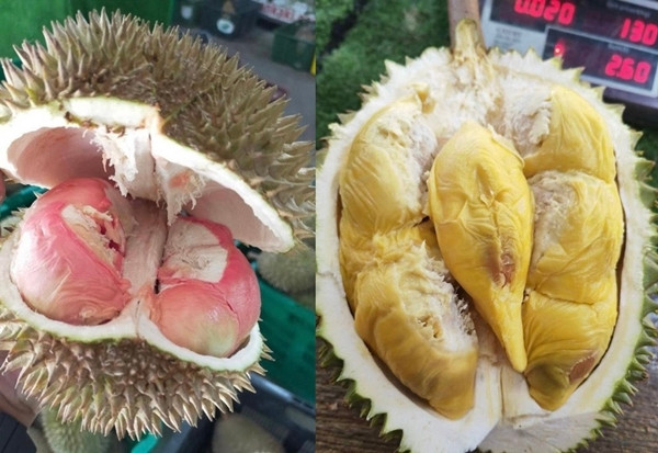 Dù đắt song loại sầu riêng mới này vẫn được giới mộ điệu săn đón nhờ hương vị đặc biệt không thể lẫn vào đâu được. Ảnh: MalayMail