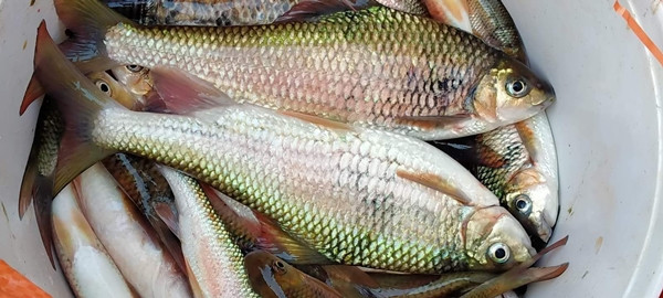 Vào mùa, giá cá mát dao động từ 300.000 – 400.000 đồng/kg. Lúc khan hiếm, cá mát Nghệ An có thể lên tới 500.000 đồng/kg. Ảnh: Đai biểu Nhân dân dân Nghệ An