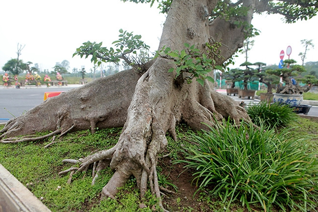 Cây sung gần 100 tuổi nhưng lên chậu được khoảng 20 năm và phải mất 15 năm tạo tác tay cành. Ảnh: Người đưa tin
