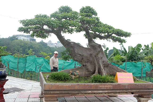 Xuất hiện tại triển lãm cây cảnh Long Biên (Hà Nội) 2021, một tác phẩm sung cỡ đại thu hút sự chú ý của đông đảo người yêu cây bởi độ già, thân bè dẹt bộ tay cành, dăm, chi được làm giống bộ tay cành, dăm, chi của những cây sanh. Ảnh: Dân Việt