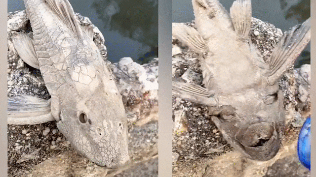 Dân mạng từng xôn xao trước đoạn video ghi lại cảnh người đàn ông tại Trung Quốc ''tưới nước'' lên một xác cá khô để hồi sinh nó.