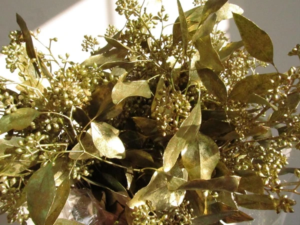 Kinh ngạc loại cây trồng đầy ở Việt Nam có thể... trổ ra vàng