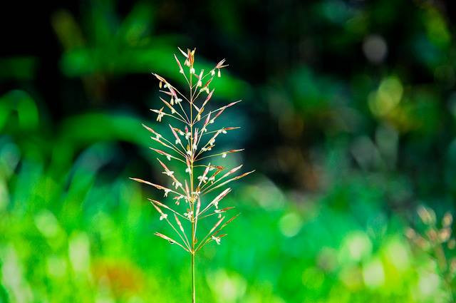 Tháng 12 âm lịch. Người sinh tháng Chạp thường gặp nhiều may mắn trong cuộc sống vì được Bồ Tát phù hộ. Người này rất ít khi gặp chuyện không như ý. Họ có sức khỏe ốn định, ít khi gặp bệnh tật.