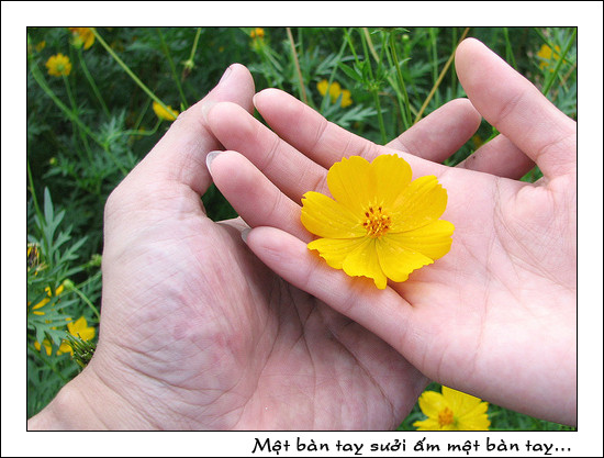 Bốn hoa tay. Bạn là một người vẽ không có đẹp gì cả. Trong mắt mọi người bạn là một người sống khá độc lập và suy nghĩ khá ổn. Bạn có vẻ là chỗ dựa vững chắc cho khá nhiều người. Bạn cũng là người sống hòa đồng và hết mình vì người khác, một ưu điểm khá hoàn hảo. Tuy nhiên bạn lại là người không biết cách kiềm chế cảm xúc, bạn dễ nổi giận và đôi khi là vô cớ với người khác. Chính bạn đôi khi cũng không hiểu tại sao mình lại như thế. Điều này làm bạn mất điểm kha khá trong mắt người khác đấy.