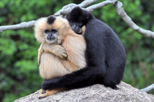 2. Vượn Gibbons. So với chim bồ câu thì ượn Gibbons được coi là một trong những động vật thân cận nhất với con người và chúng cũng giống con người, thực hiện chế độ một vợ, một chồng cực văn minh.