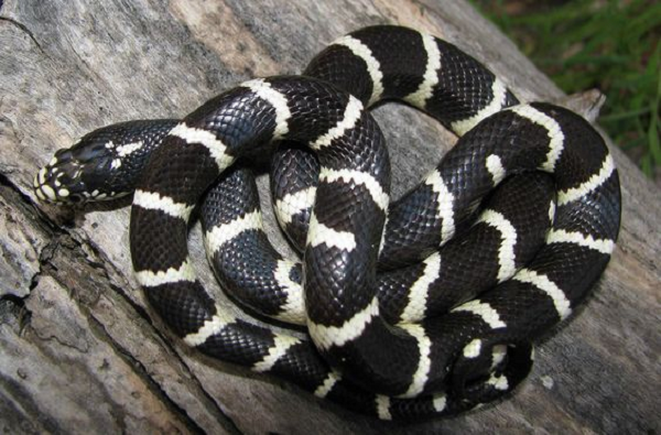 3. Rắn cạp nong. Rắn cạp nong (Bungarus fasatus) là loài di chuyển chậm vào ban ngày và thường tấn công khi trời tối. Nọc độc của loài rắn này có thể làm tê liệt các cơ và ngăn cản cơ hoành chuyển động. Điều này ngăn không khí đi vào phổi, dẫn đến ngạt thở.