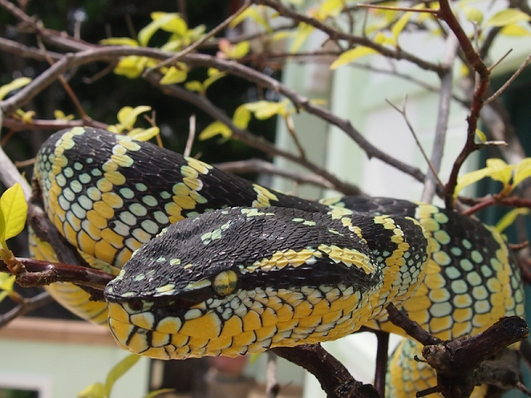4. Rắn lục vảy cưa. Rắn lục vảy cưa (Echis carinatus) là thành viên nhỏ nhất trong "Tứ đại rắn độc" ở Ấn Độ. Khi bị loài rắn này cắn, bạn sẽ bị sưng và đau cục bộ ở khu vực đó, sau đó là khả năng xuất huyết. Vì nọc độc gây rối với khả năng đông máu của con người, nó có thể dẫn đến chảy máu trong và cuối cùng là suy thận cấp tính.
