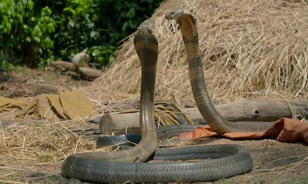 2. Rắn hổ mang chúa. Rắn hổ mang chúa (Ophiophagus hannah) là loài rắn độc dài nhất thế giới với kích thước lên tới 5,4 m. Loài rắn này ghê gớm ở lượng nọc độc được tiêm vào nạn nhân: Mỗi vết cắn cung cấp khoảng 7 ml nọc độc và con rắn có xu hướng tấn công với ba hoặc bốn vết cắn nhanh chóng.