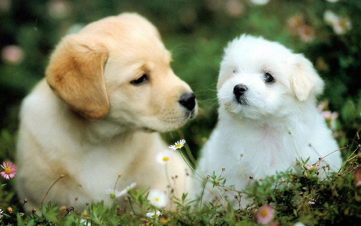 Con giáp tuổi này trồng trọt, chăn nuôi cũng thuận lợi, may mắn. Người đi xa cũng có cơ hội tăng thêm thu nhập cải thiện đời sống. Thông tin trong bài chỉ mang tính tham khảo