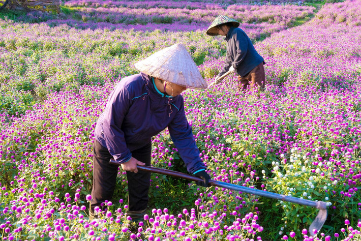 Theo anh Trương Thế Hùng (chủ vườn) chia sẻ vườn hoa được trồng với tổng số khoảng 130.000 cây từ 4 tháng trước và năm nay do thời tiết thuận lợi nên hoa phát triển rất đều và đẹp.
