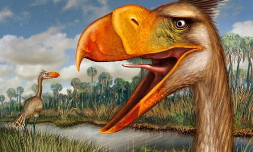 Sở dĩ gọi là chim vì Phorusrhacidae có họ hàng với loài này, nhưng thực tế chúng không biết bay do cánh quá bé để có thể nâng được một thân hình khổng lồ.