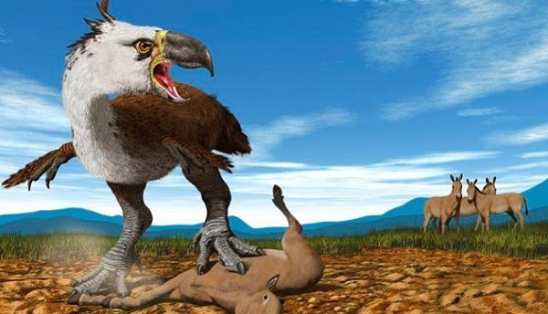 Chúng cũng sở hữu những ưu thế nhanh nhẹn của họ nhà chim và sự hung tợn sẵn có. Phorusrhacidae không "ngán" bất cứ sinh vật nào khi cơn đói của chúng tìm đến.