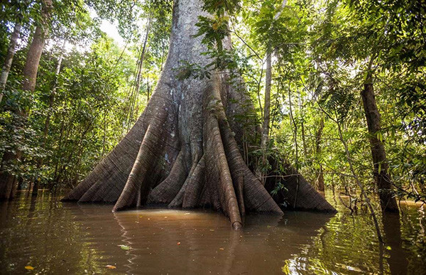 3. Amazon (Brazil). Amazon là rừng nhiệt đới lớn nhất thế giới, rộng 5,5 triệu km2, trải dài qua nhiều nước như Brazil, Bolivia, Peru, Ecuador, Colombia, Venezuela, Guyana,... Trong khi một số khu vực tại đây thu hút số đông du khách hàng năm, nhiều vùng hầu như chưa được khám phá bởi con người hiện đại. Toàn bộ cộng đồng thổ dân bên trong Amazon vẫn sống tách biệt, bất chấp sự xâm lấn của con người hiện đại bằng việc phá rừng và thực hiện tour du lịch. Điều này thật kỳ diệu, nhờ đó những khu rừng nguyên sinh giữ nguyên được bản sắc vốn có. Các loài động vật cũng được tồn tại tự nhiên mà không bị loài người chi phối, ảnh hưởng.
