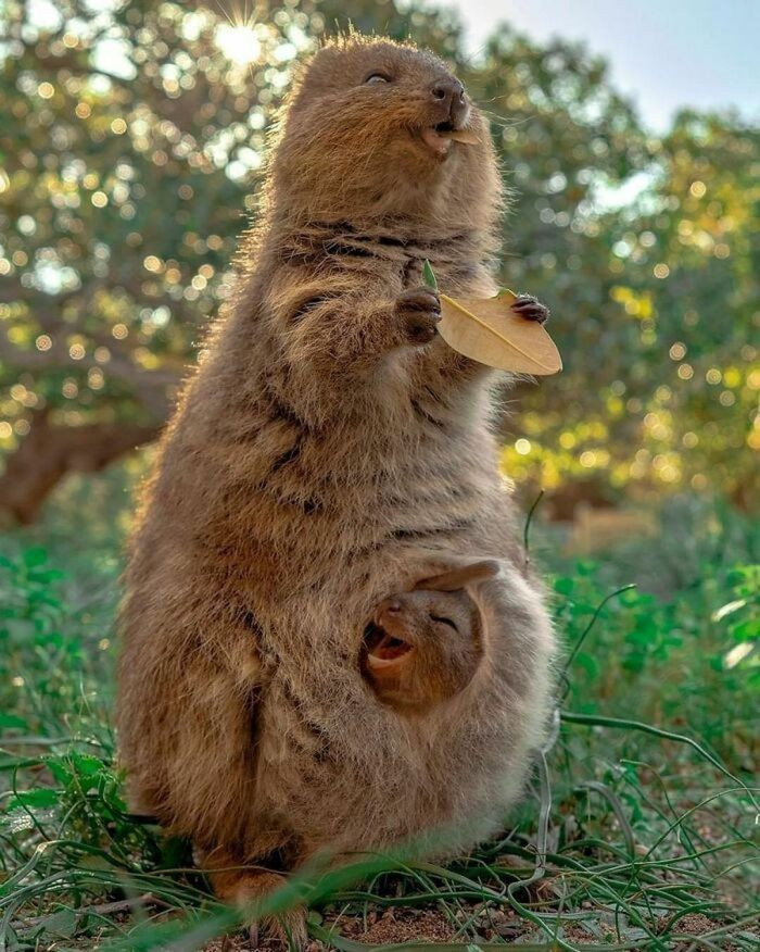 Những nụ cười của mẹ con Quolla - loài động vật có họ hàng với Kangaroo, đủ sức làm tan chảy trái tim bất kỳ ai, đúng như biệt danh của nó - loài động vật hạnh phúc nhất thế gian.