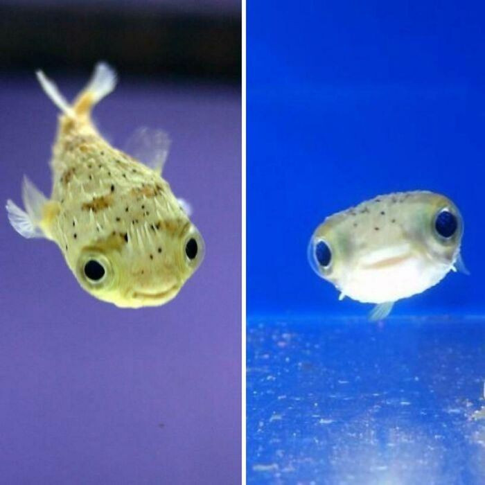 Hình ảnh vô cùng đáng yêu của cá nóc con.