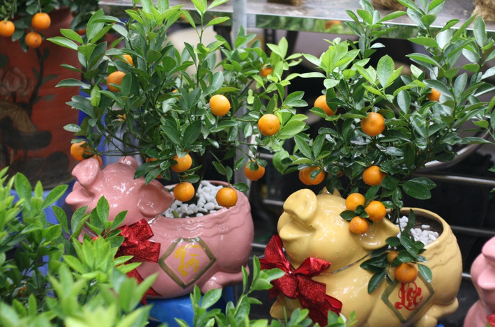 Với giá từ khoảng 100 - 500.000 đồng/chậu, mỗi gia đình đã có ngay một chậu cây bonsai đem tài lộc về nhà trong năm mới.