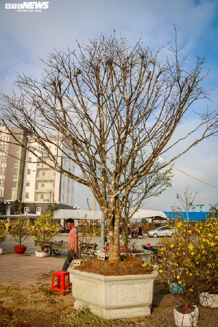 Năm nay chủ vườn Bùi Xuân Công (xã Kỳ Xuân, huyện Kỳ Anh, Hà Tĩnh) mang 15 gốc mai có tuổi đời từ 20 đến gần 100 tuổi, bày bán tại công viên Trần Phú (TP Hà Tĩnh). Gốc cây có giá trị cao nhất của ông Công là cây mai Huế hơn 70 tuổi, được chào bán với giá 300 triệu đồng.