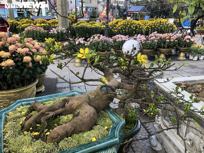 Theo những người sành sỏi trong giới chơi hoa mai xứ Huế, có hai cách để định giá mai. Thứ nhất là dựa vào giống mai (mai vàng và mai diệp). Thứ hai là dựa vào thế mai, có người chơi phần gốc (rễ mai), có người lại thích dáng (thế) mai. Những dáng mai đẹp, được uốn lượn độc, lạ thì sẽ thu hút nhiều người chơi mai hơn.