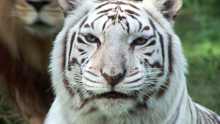 Điều bất thường là cả bố và mẹ của hổ con đều là hổ Bengal màu cam (Panthera tigris tigris). Vậy làm thế nào mà hai con hổ màu cam lại có thể sinh ra một con màu trắng? Các nhà khoa học cho biết tình trạng đột biến gen lặn gây ra tình trạng này chứ không phải bệnh bạch tạng nhưng có ảnh hưởng tương đương.