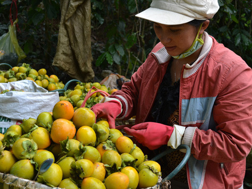 Khắp các sạp hàng trong chợ, hay trên vỉa hè, đâu đâu cũng bày bán loại quả này. Tuy nhiên, thời gian gần đây, người tiêu dùng Việt Nam khá hoang mang trước thông tin hồng được nhập ồ ạt từ Trung Quốc, thậm chí được ngâm ủ hóa chất, phun thuốc bảo quản thực vật để có "mã ngoài" bóng đẹp, chín đều và đảm bảo tươi ngon trong quá trình vận chuyển, tiêu thụ. Ảnh minh họa. Nguồn: Thanh Niên.