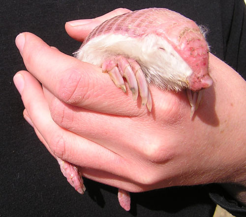 Tê tê Pink Fairy Armadillo. Loài tê tê này có lớp vảy cứng hoàn toàn tách biệt với cơ thể khác hẳn với loài rùa. Chúng thường sống ở vùng đồng bằng cỏ khô hoặc bãi cát ở trung tâm nước Argentina với kích thước khoảng 8 - 12cm.