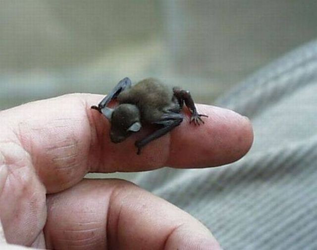 Dơi mũi heo Kitti. Dơi mũi heo Craseonycteris thonglongyai là loài động vật có vú nhỏ nhất đối mà con người tim thấy, ở một số nơi gọi là dơi ong.