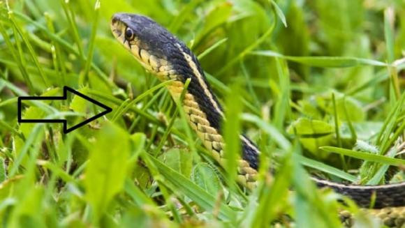 Những loài động vật mà rắn thường bắt bao gồm chuột, động vật lưỡng cư, chim… thậm chí chúng còn ăn một số côn trùng. Những cách bắt mồi chủ yếu của nó là: chờ đợi con mồi, rình rập con mồi, chủ động và thậm chí dùng mồi để săn mồi, điều này cho thấy loài rắn vẫn rất thông minh.