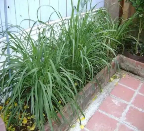 Trồng vài bụi sả trong sân vườn, ban công hoặc trước cửa nhà là điều rất tốt. Những bụi cây sả vừa cung cấp rau gia vị cho bữa cơm gia đình, vừa tạo khuôn viên đẹp lại vừa ngăn cản rắn bò lung tung vào nhà.