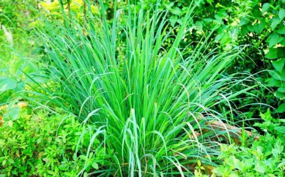 Cây sả: Cây sả là một loại cỏ sống lâu năm, mọc thành bụi có chiều cao từ 0,8 đến 1m. Lá của cây sả có hình dạng dài và hẹp, tương tự như lá lúa, hai mặt lá có bề mặt nhám.