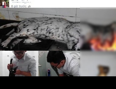 Hình ảnh thanh niên nướng mèo trên bếp ga gây sốc với cộng đồng mạng và những người yêu động vật trong tuần qua. Theo những hình ảnh mang tính chất “tả thực” trên Facebook thì nam thanh niên sau khi cho chú mèo đen tội nghiệp vào túi lưới đã nhúng mèo vào chậu nước cho mèo chết sặc. Sau đó, anh ta cạo trụi lông và cho mèo lên gas bếp nướng. Những hành động giết mèo này được một người bạn của thanh niên này chụp và đưa lên Facebook với thái độ hết sức khoái chí.