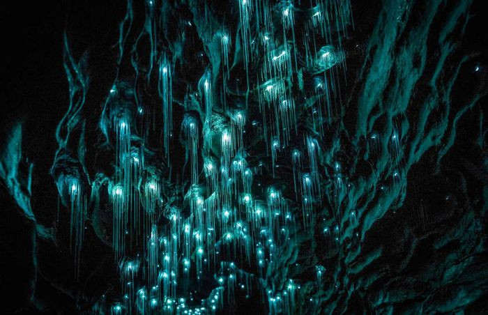 Động Waitomo, New Zealand: Hang động phát quang sinh học kỳ lạ này do một quần thể sâu phát sáng hình thành. Du khách khám phá bên trong hang sẽ ngỡ như đang ngắm dải ngân hà được tạo thành từ hàng nghìn đốm sáng. Mặc dù hang động đã có từ cách đây 300 triệu năm, sâu phát sáng chỉ mới xuất hiện trong 100 năm.