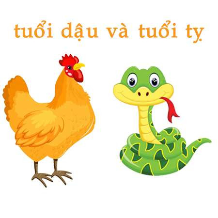 Họ cũng thường là những người rất bình tĩnh, ý chí kiên định được thể hiện rõ trong những thời khắc khó khăn và chính điểm này đã đặc biệt thu hút những người tuổi Dậu.