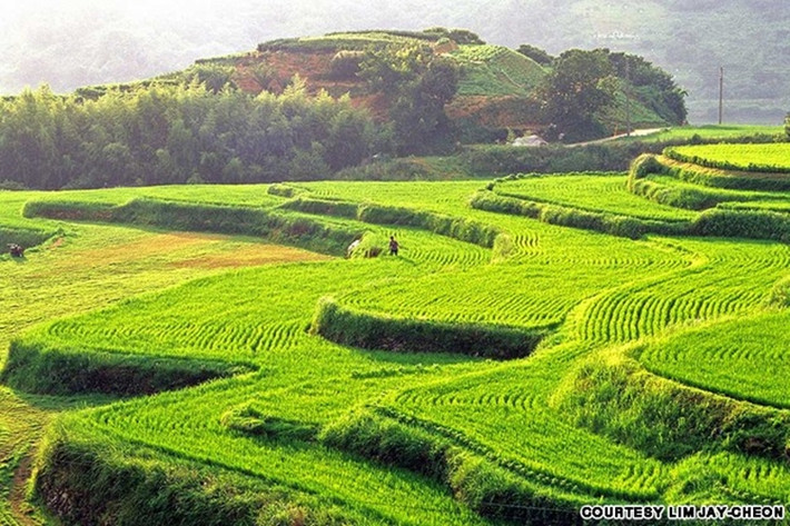 Ruộng bậc thang Hapcheon cũng là một nơi hút du khách, bên cạnh những ngọn núi đền đài từng lọt vào danh sách di sản thế giới của UNESCO.