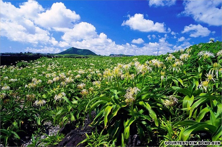 Tokkiseom: Còn được gọi là Đảo Thỏ ở ngoài khơi Jeju.