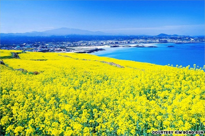 Hamdeok là một ngôi làng nhỏ cách sân bay Jeju 30 phút đi xe. Ngôi làng này nổi tiếng với cánh đồng hoa vàng bạt ngàn bên cạnh bãi biển quanh năm lặng sóng.