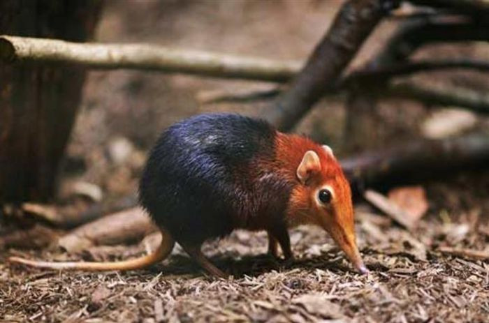 Chuột chù voi có hình dáng "lai tạp" giữa chuột, thú ăn kiến và hươu.