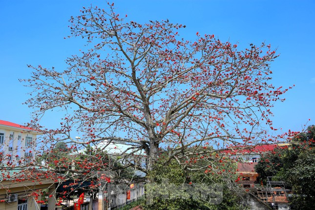 Phần tán cây gạo rộng, cao hiên ngang vươn cành tỏa bóng cả một góc đường.