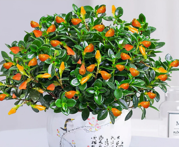 6. Cây cảnh: Cá vàng: Cá vàng (tên khoa học là Nematanthus wettsteinii, tên tiếng Anh là Goldfish plant) là cây cảnh rất được ưa chuộng trong những năm gần đây.