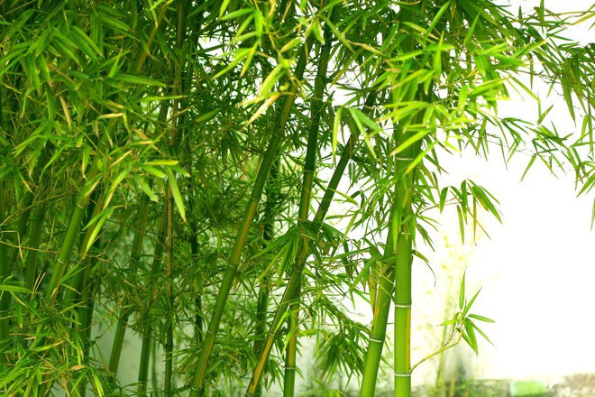 Hơn nữa theo sinh vật học thì hoa tre còn thu hút rất nhiều loài gặm nhấm. Những con vật này sẽ ăn hết gốc tre, phá hoại thêm một số cây trồng khác rồi gây nạn đói và bệnh dịch.