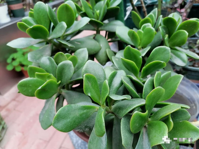 Cành vàng lá ngọc là một loại cây trồng trong chậu trang nhã được phân biệt bởi cành màu nâu sẫm và lá màu xanh ngọc tươi tốt.