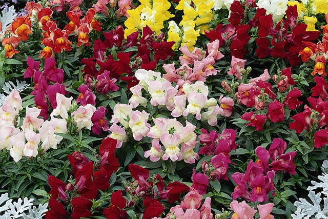 Tên tiếng Anh của cây cảnh này là Snapdragon Flowers, tên khoa học là Antirrhinum majus L. thuộc họ mõm sói (Scrophulariaceae). Đây là một loại cây thân thảo lâu năm phát triển mạnh, phát triển với tốc độ cực nhanh và đẹp ngoạn mục.