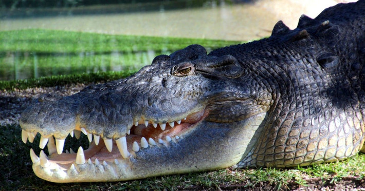 Đây là con cá sấu nước mặn có tên Elvis ở Reptile Park, Gosford. Những chiếc răng đó tạo ra lực cắn mạnh nhất thế giới. Ảnh: John Englart.
